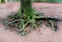 Baum  KA7_7214-1  NR 2-Wiederhergestellt Nr 3